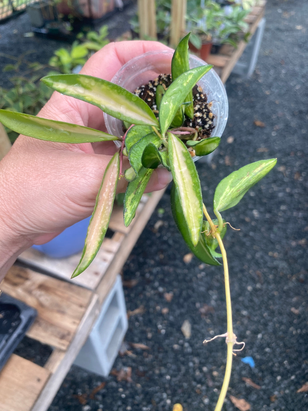 Hoya Inner Variegated Wayetii