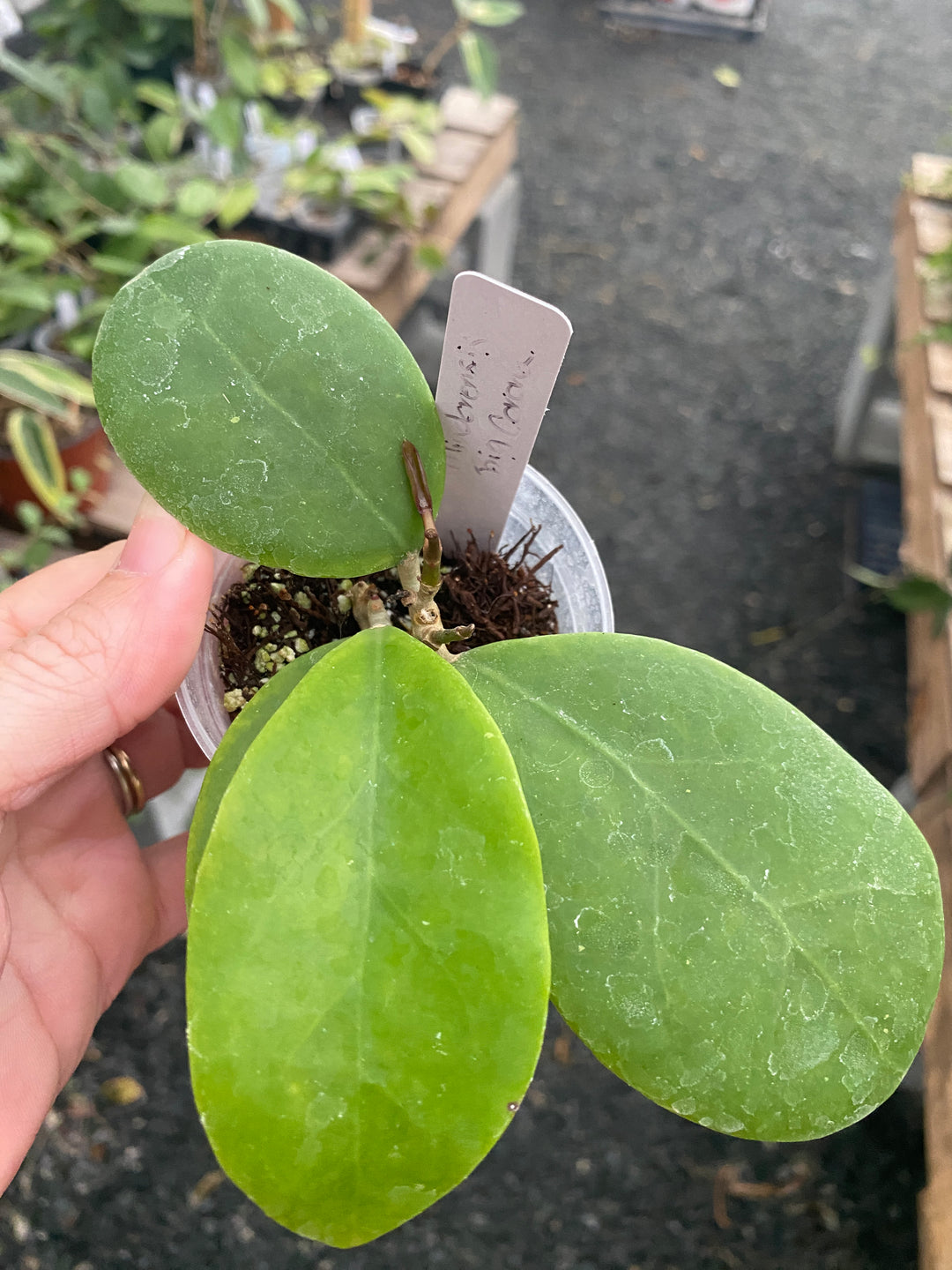 Hoya Mindorensis Big Corona