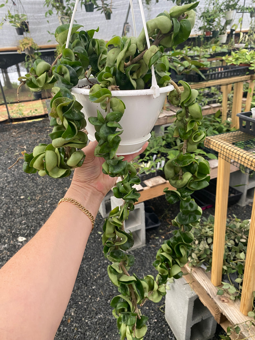 Hoya Compacta XL (Hindu Rope) “Vinezilla”