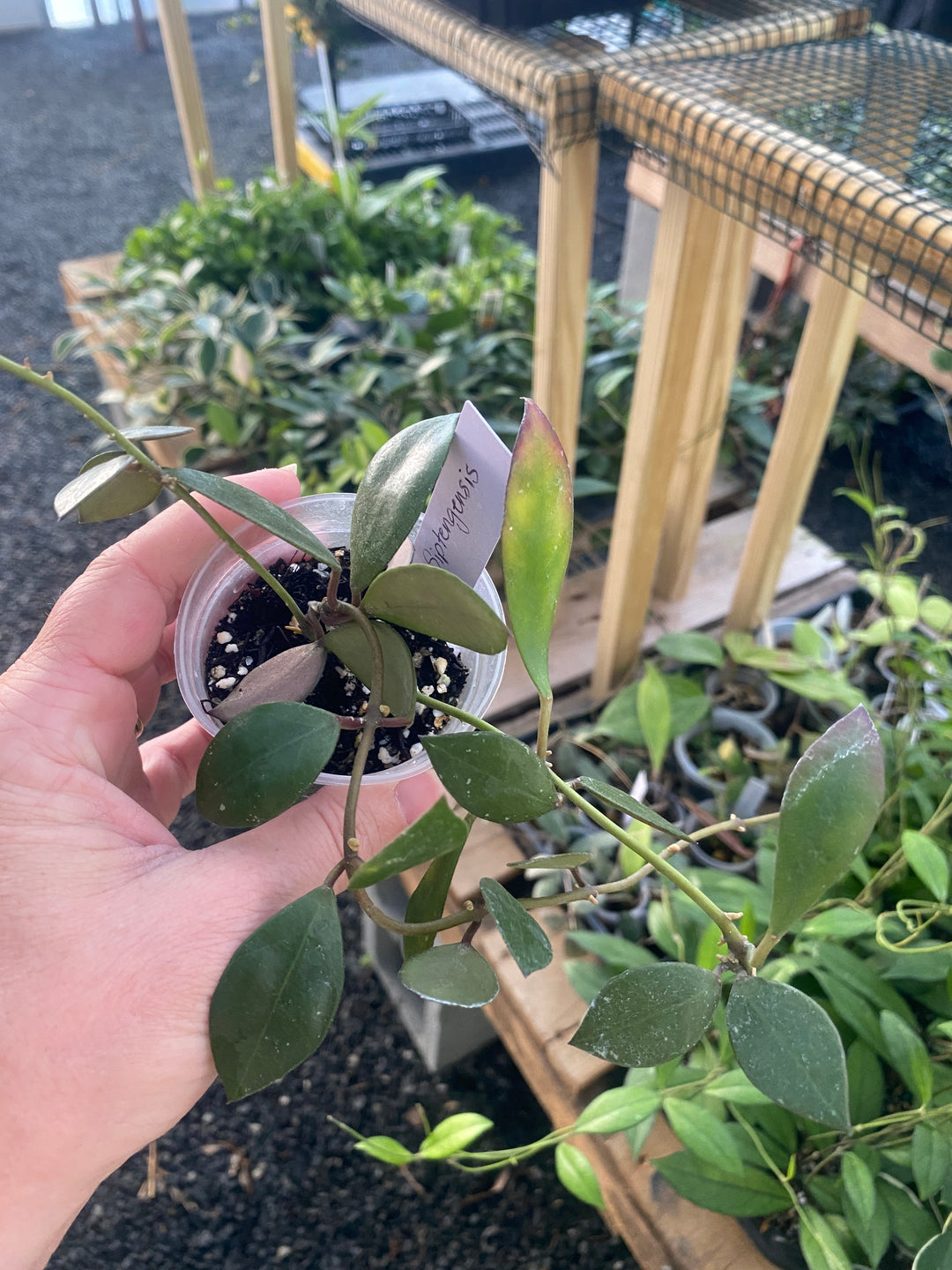 Hoya Siptingensis
