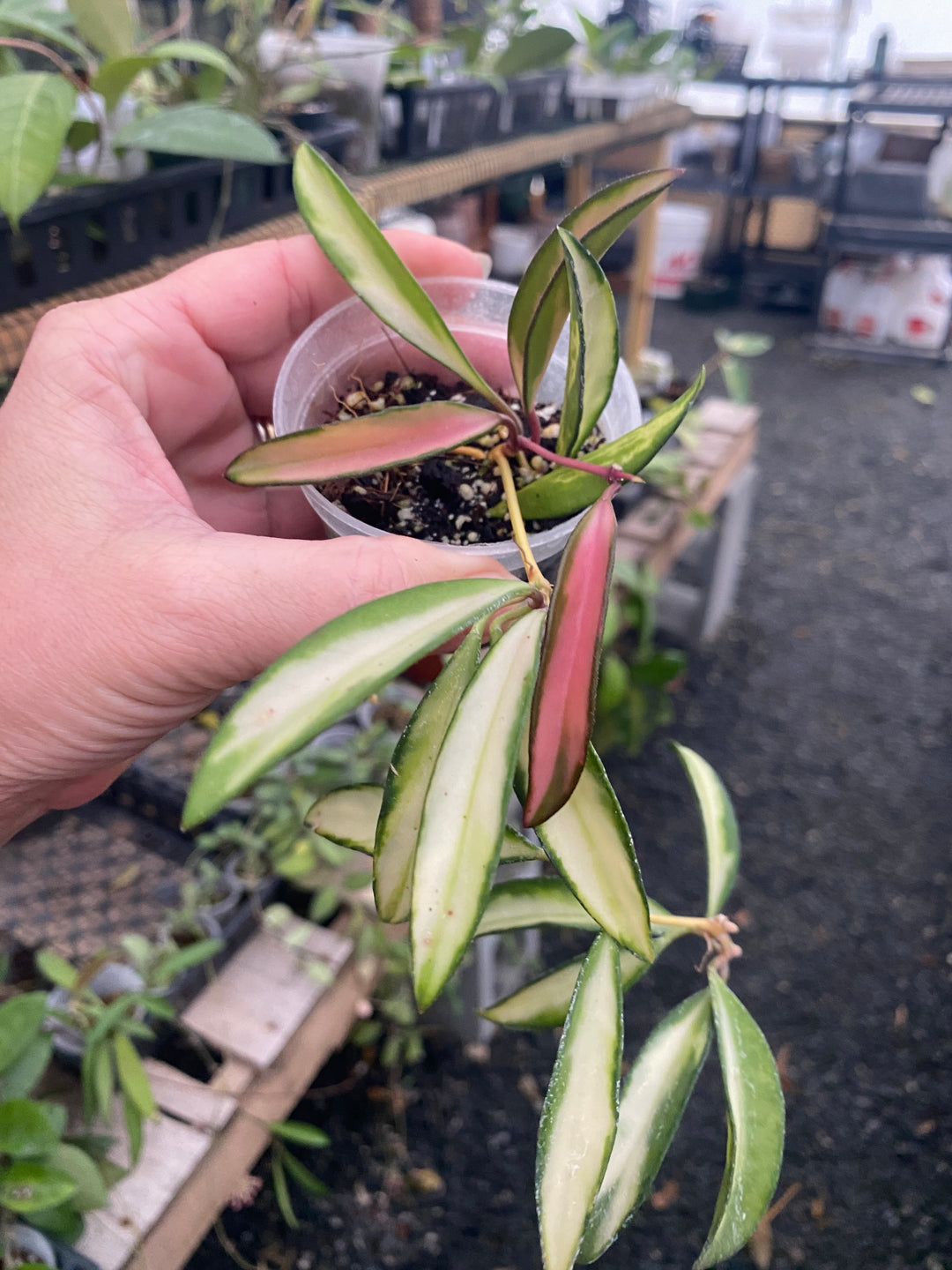 Hoya Kentiana Variegated
