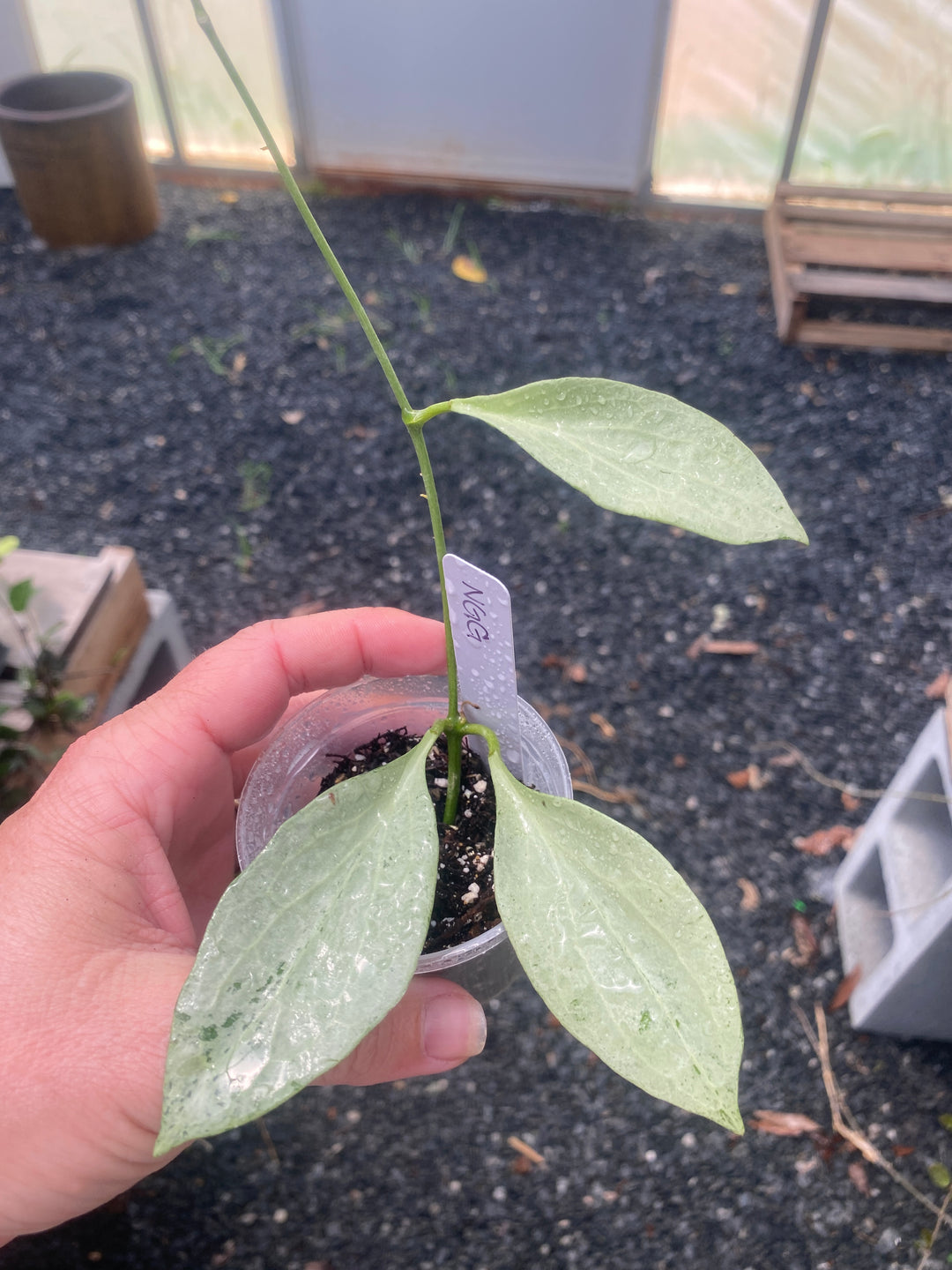 Hoya New Guinea Ghost