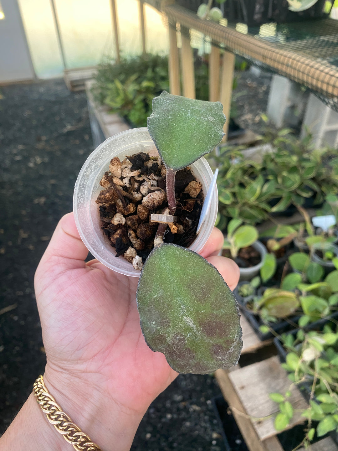 Hoya Waymaniae
