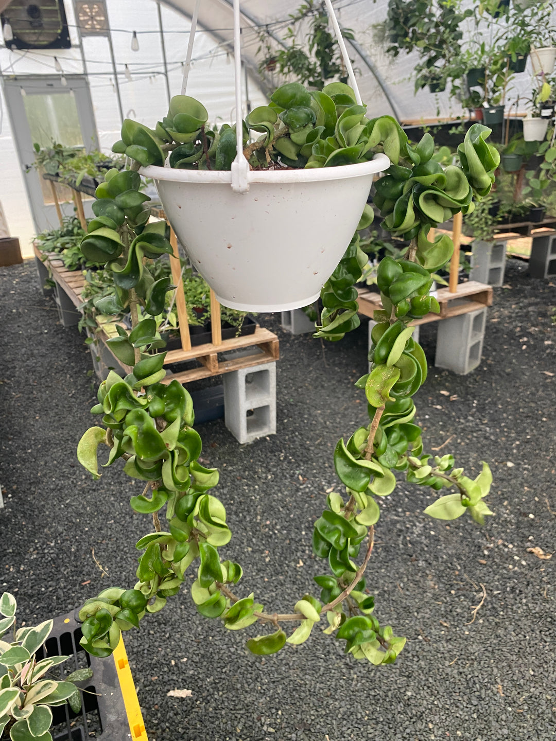 Hoya Compacta XL “Medusa” (Hindu Rope)