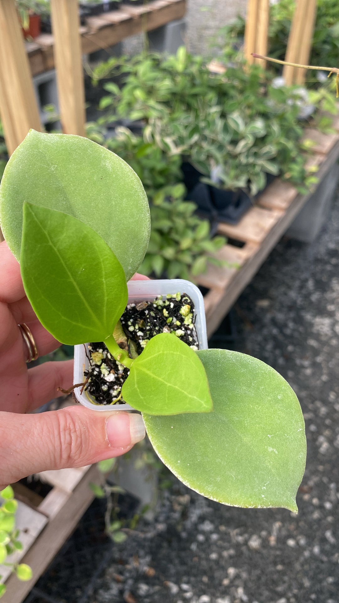 Hoya Patchyclada