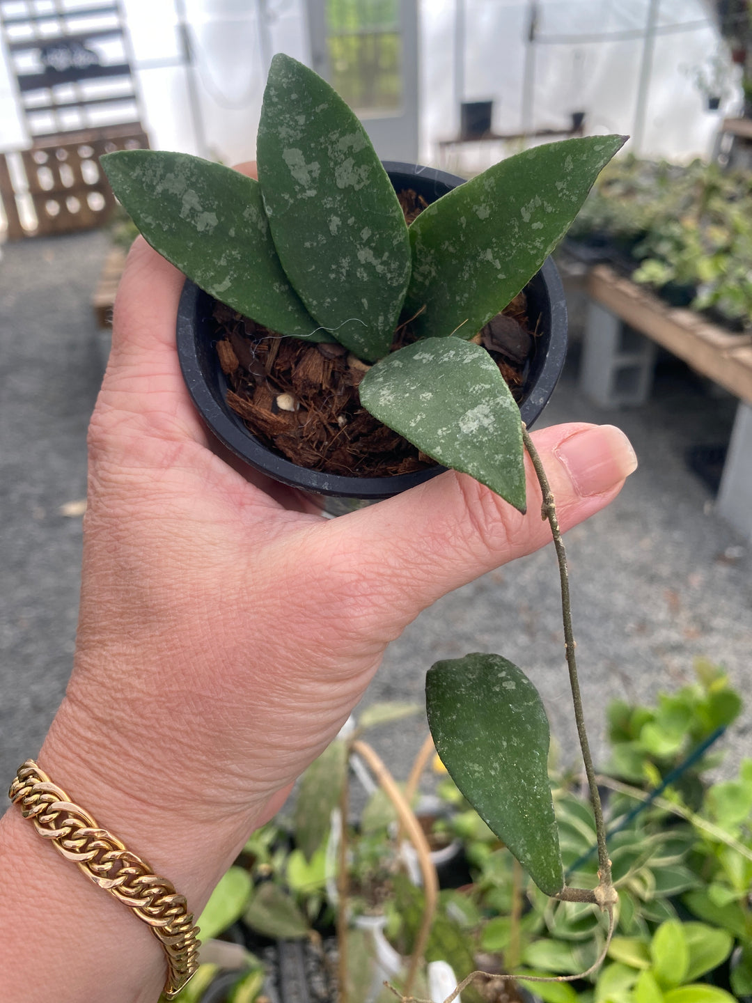 Phuaensis Hoya