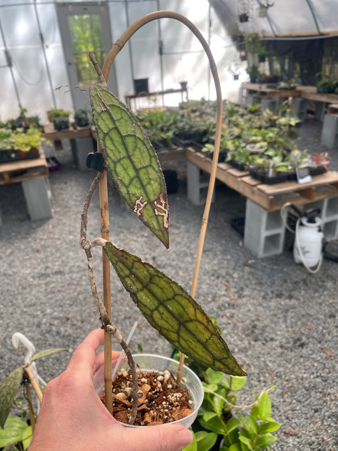 Hoya Clemensiorum