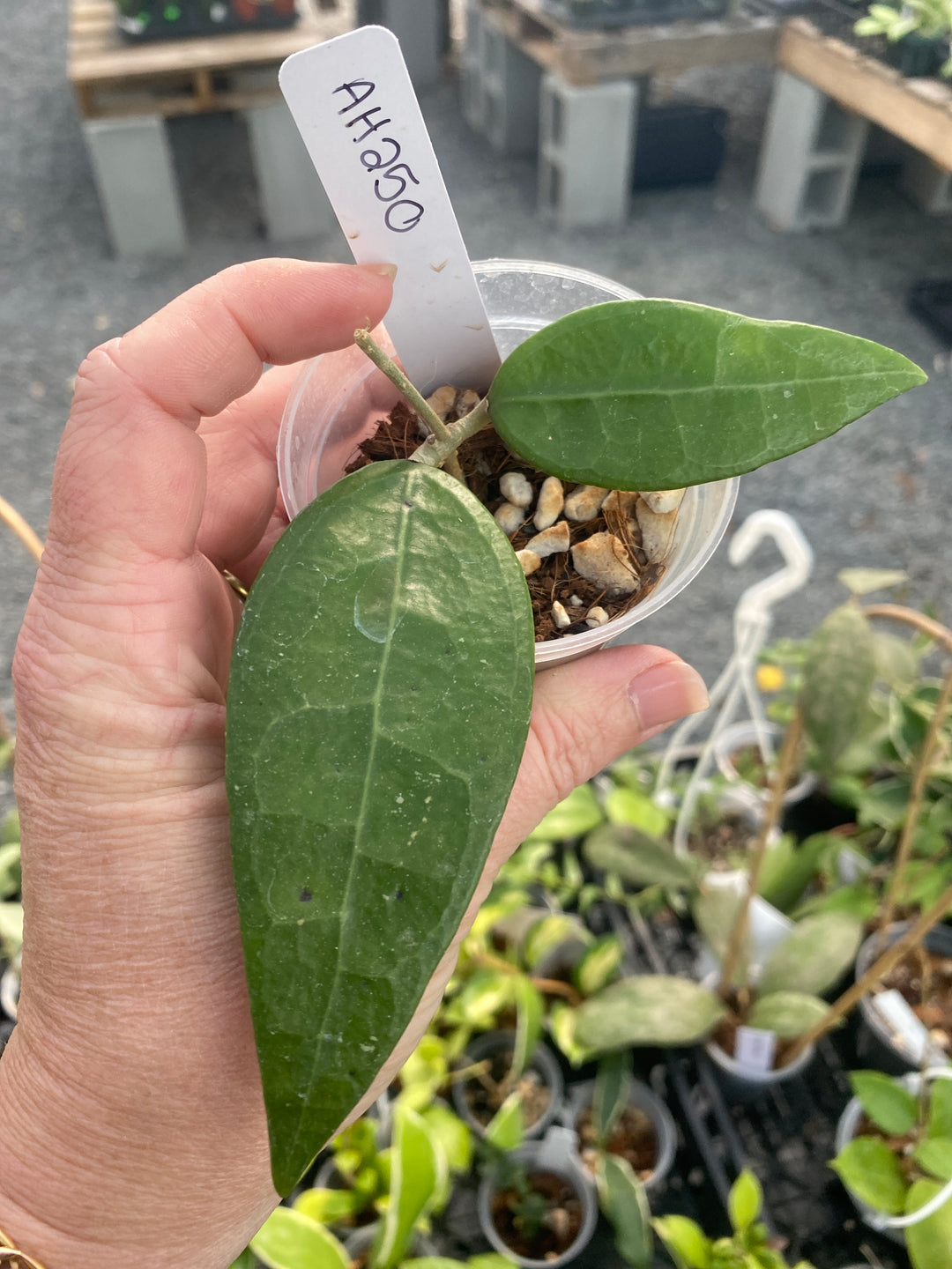 AH250 Hoya