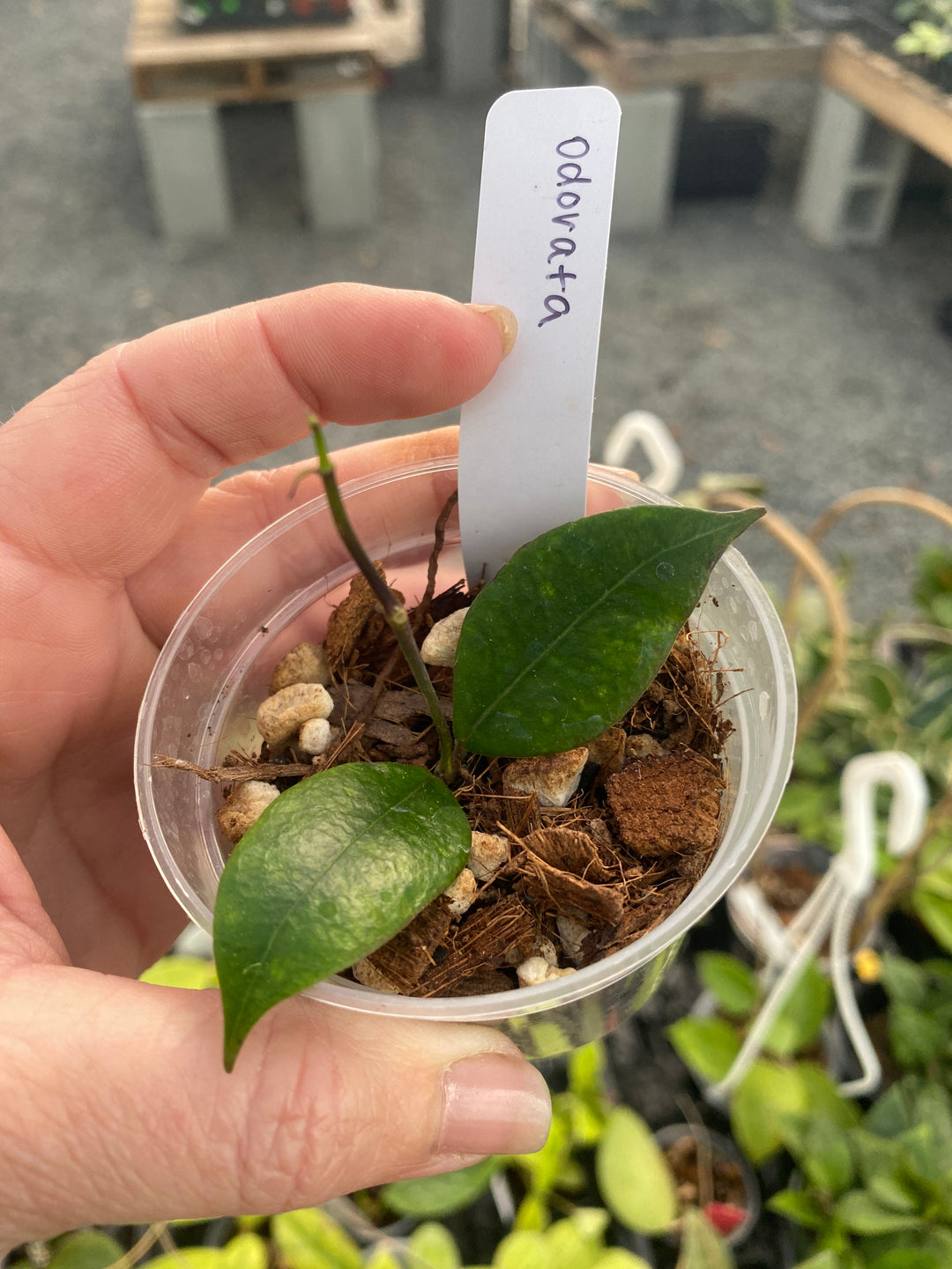 Hoya Odorata