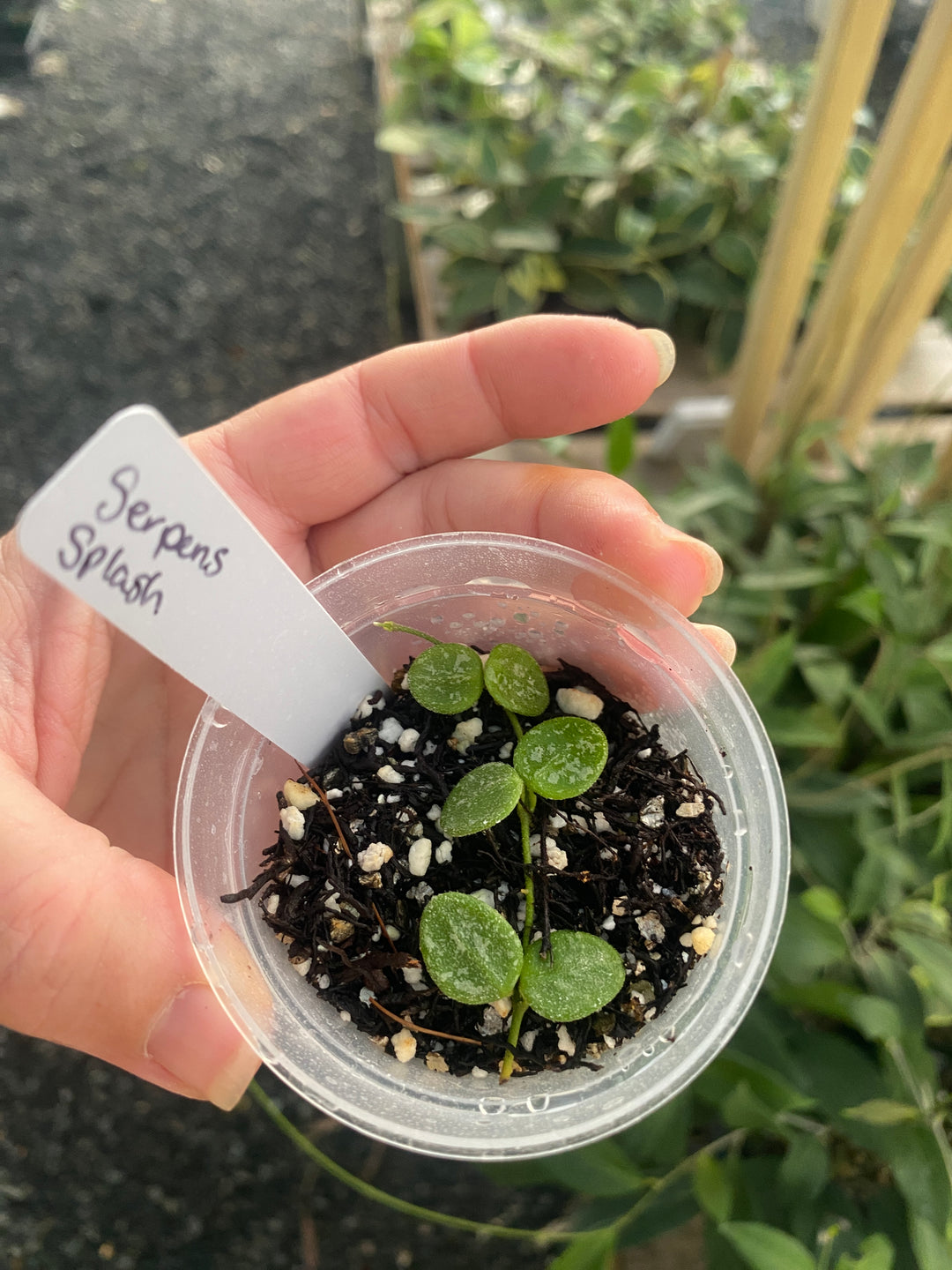 Hoya Serpens Splash