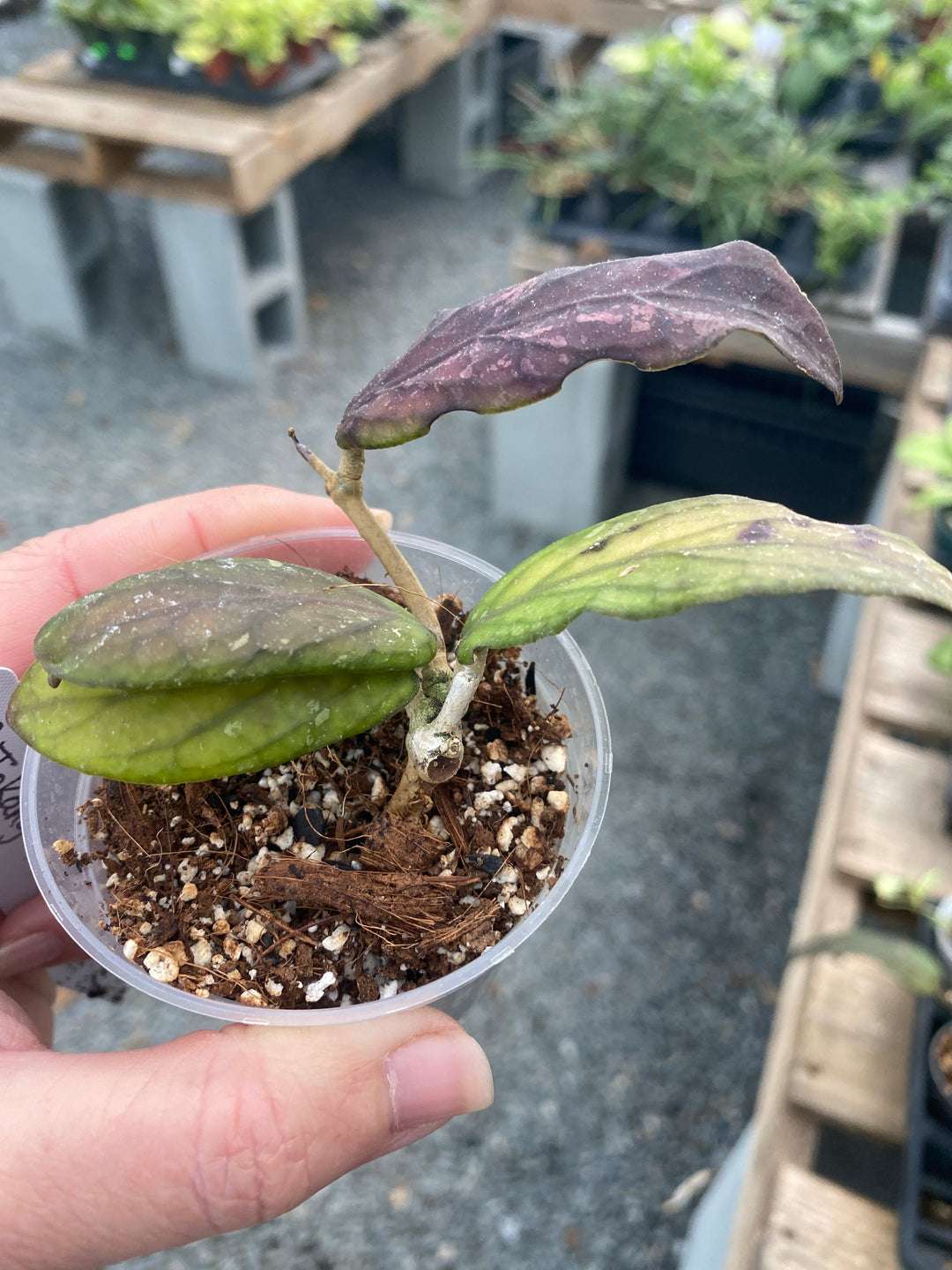 Hoya SP Tokangan (Rare)