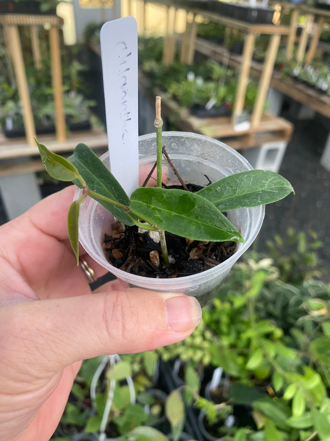 Hoya Chlorantha