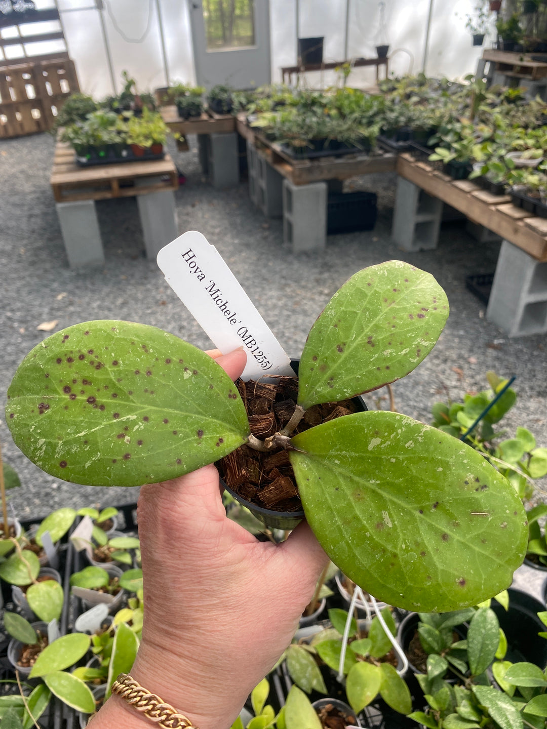Hoya Michelle MB1255