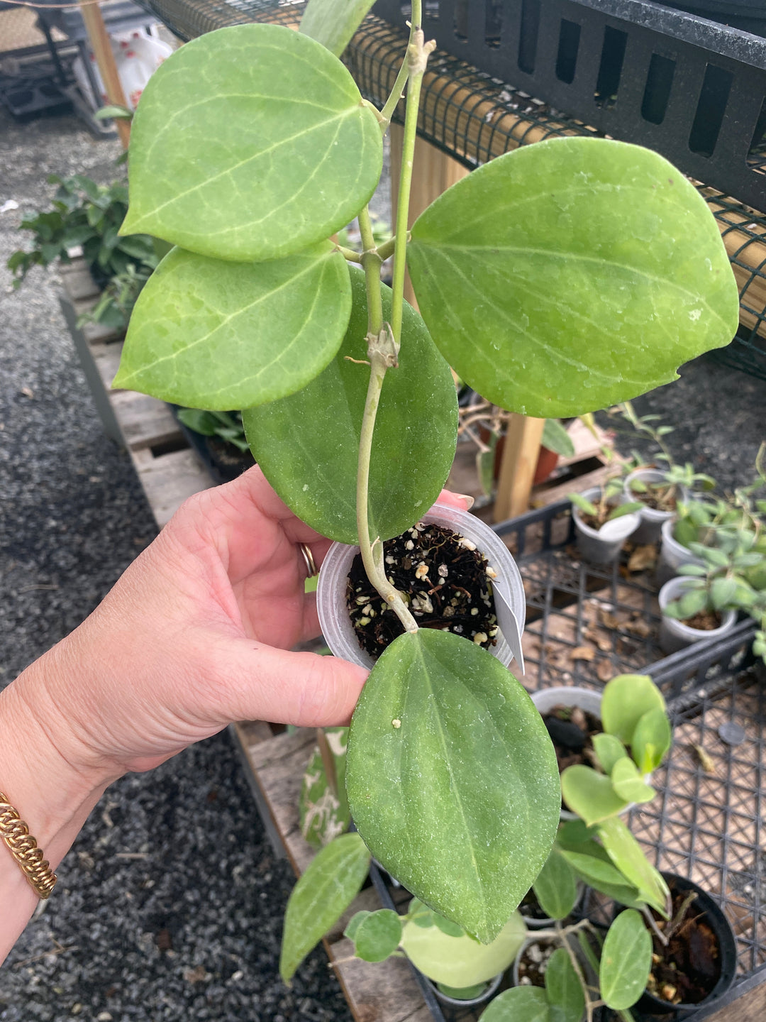 Hoya Patchyclada x Parasitica