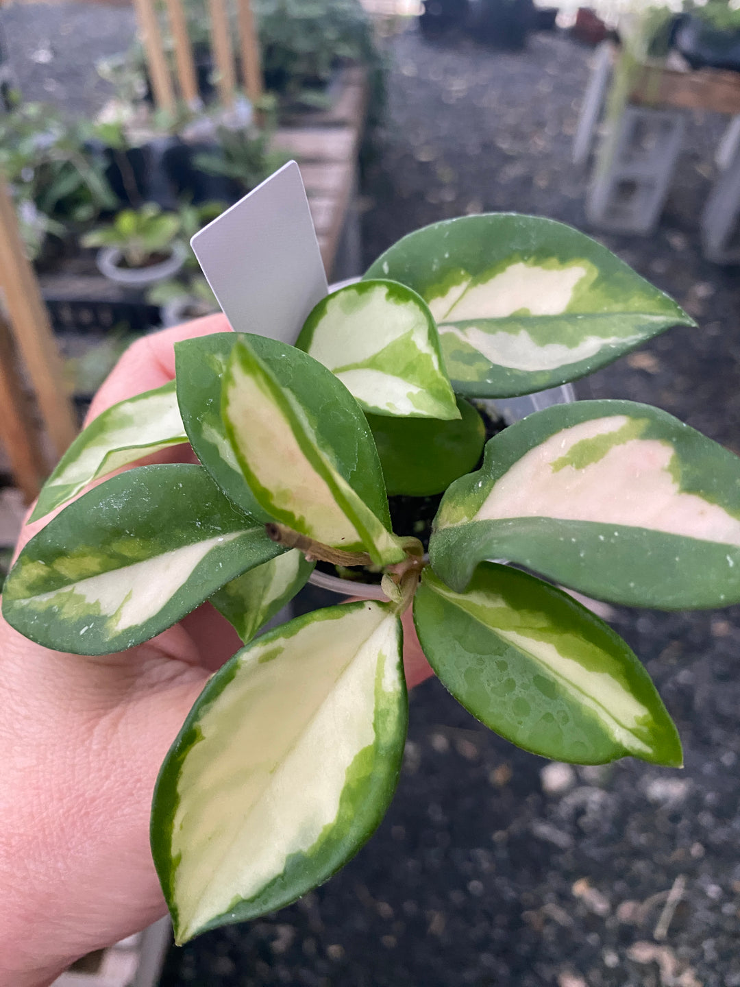Hoya Tricolor