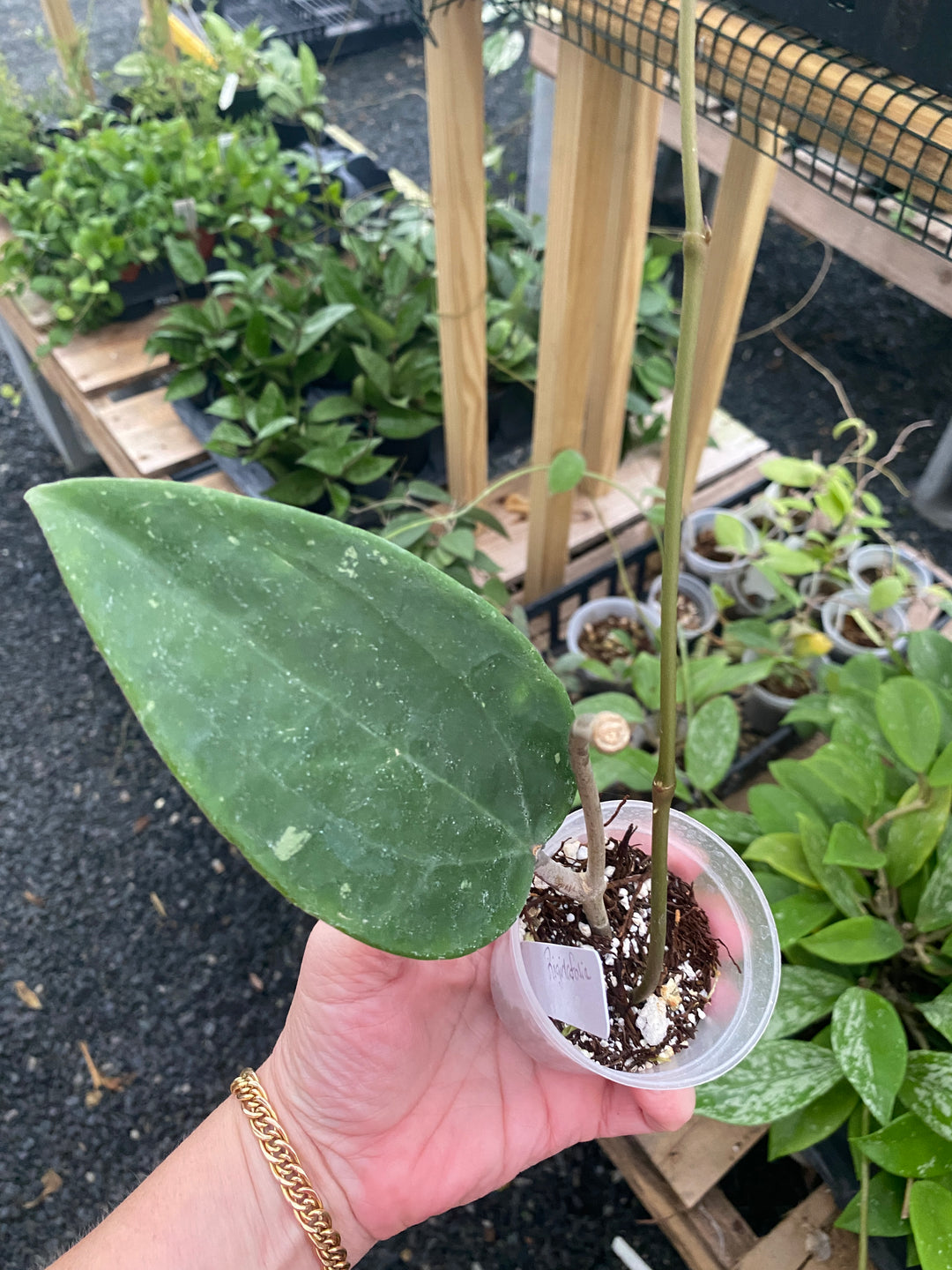 Hoya Rigida