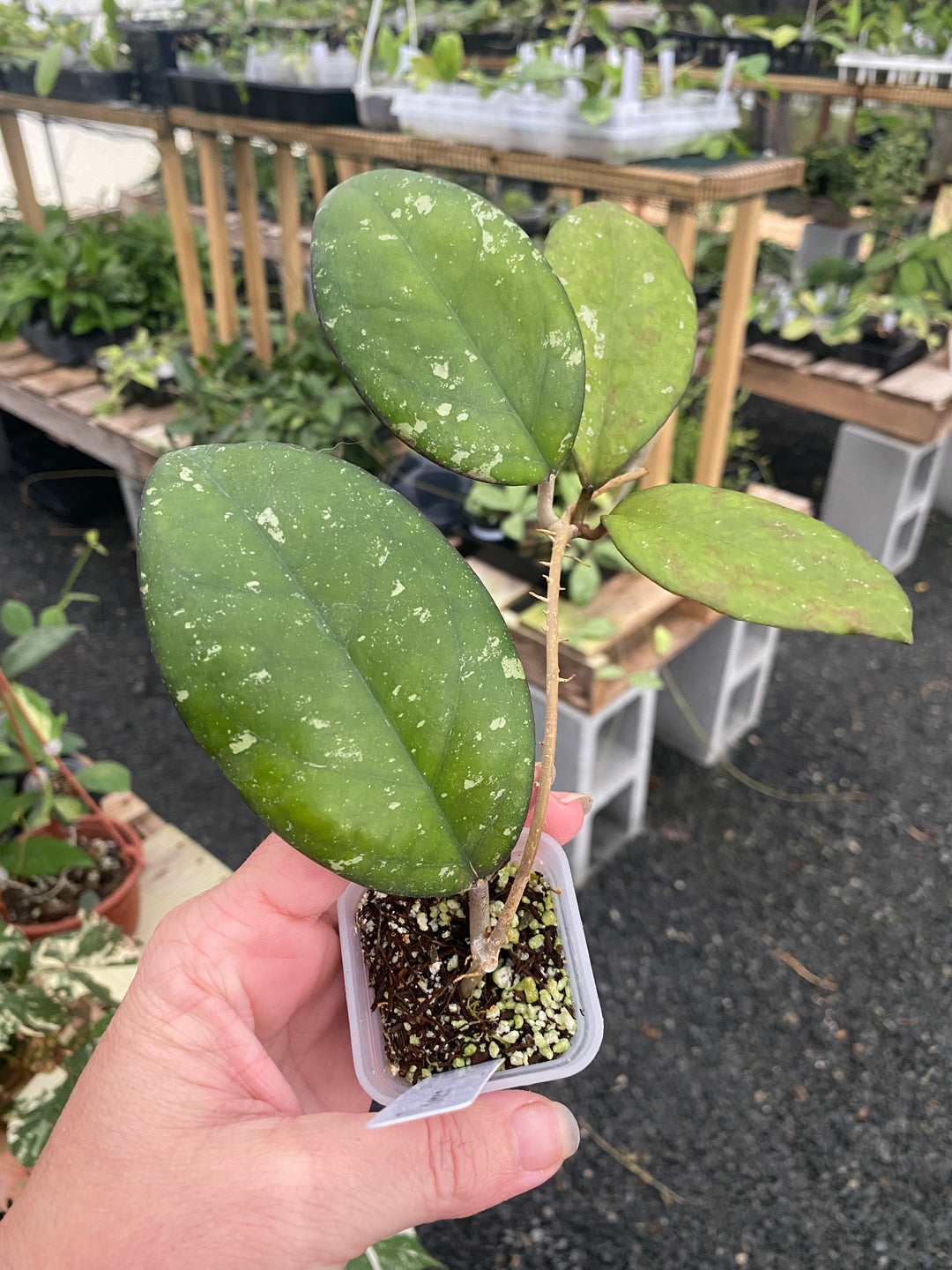Hoya Cereen