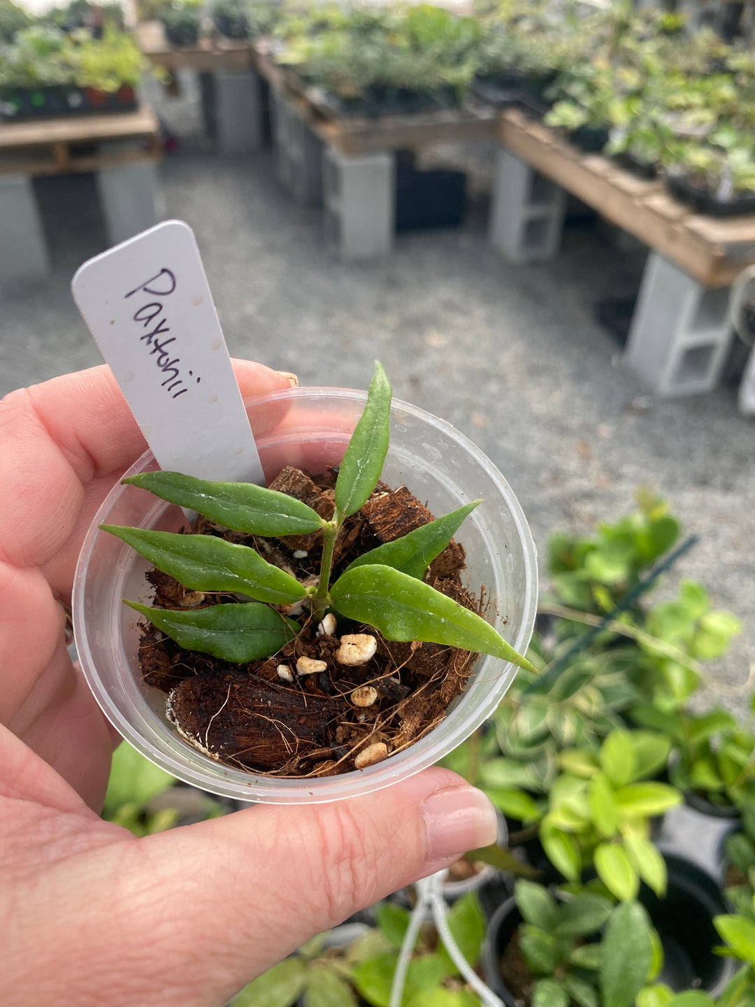 Hoya Paxtonii