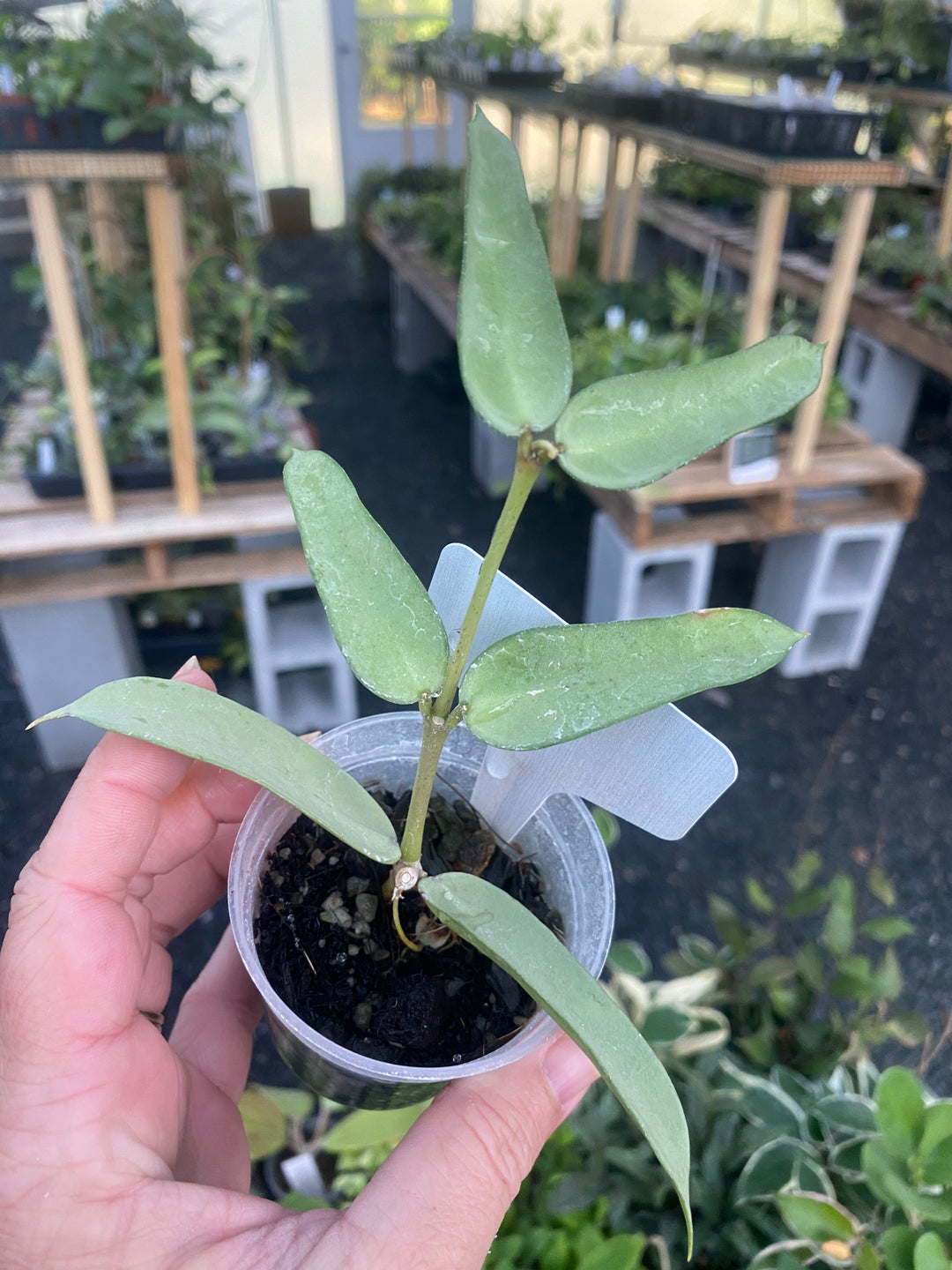 Hoya Pandurata Silver