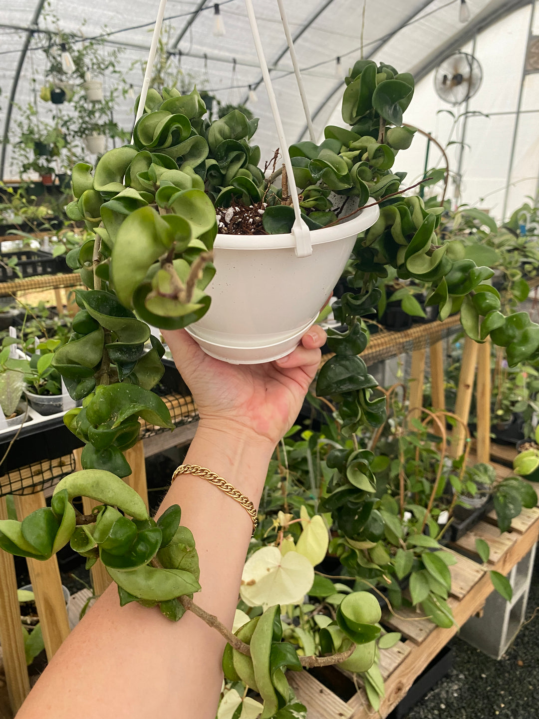 Hoya Compacta XL (Hindu Rope) “Curl Power”