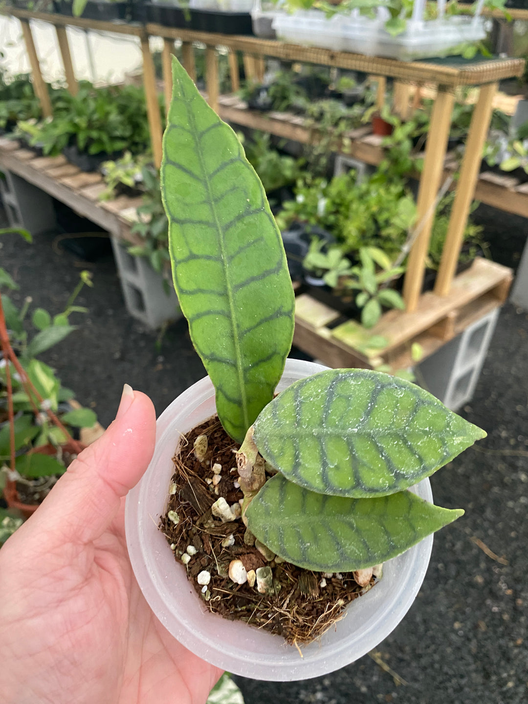 Hoya Callistophylla