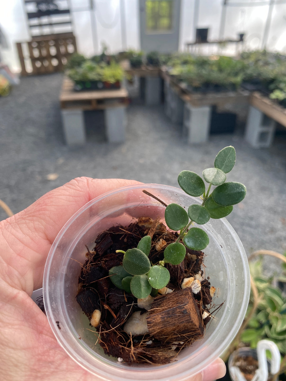 Hoya Tengchongensis