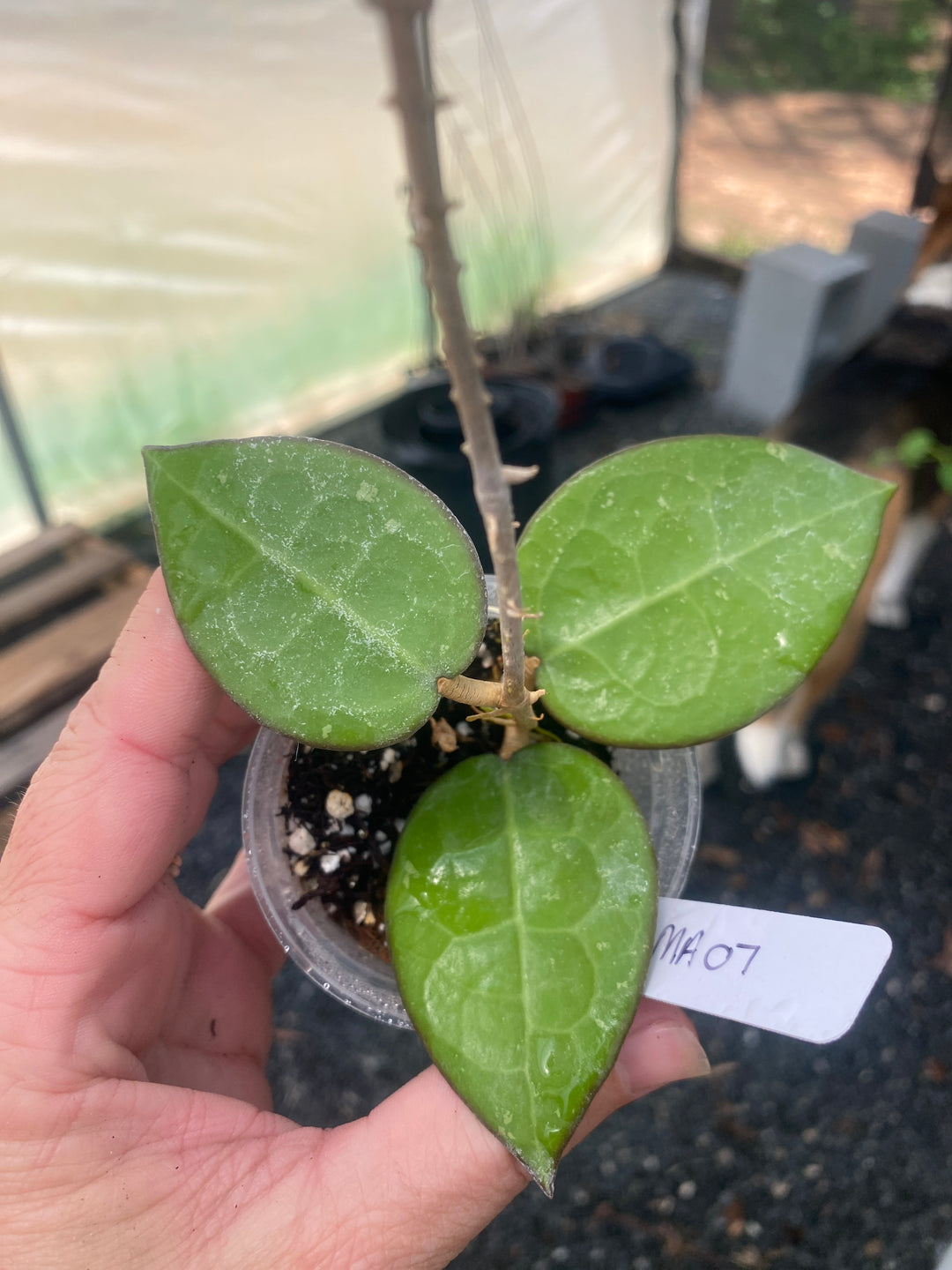 Hoya MA-07