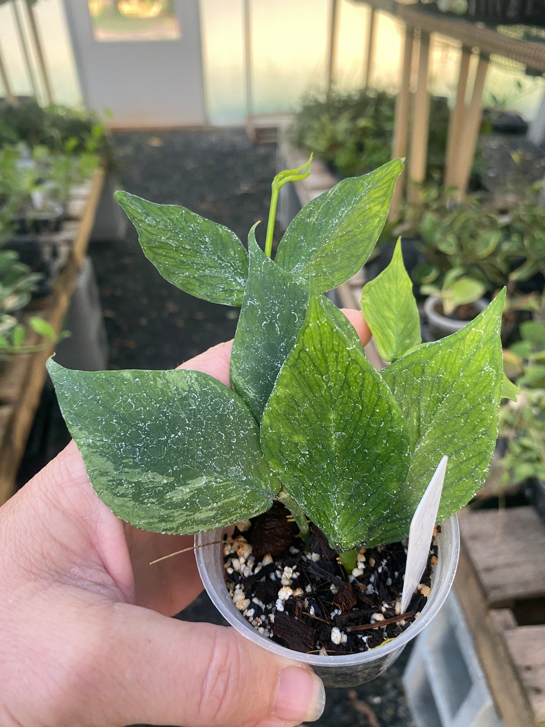 Hoya Polyneura Silver Broget