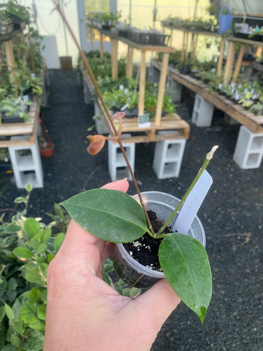 Hoya Iris Marie