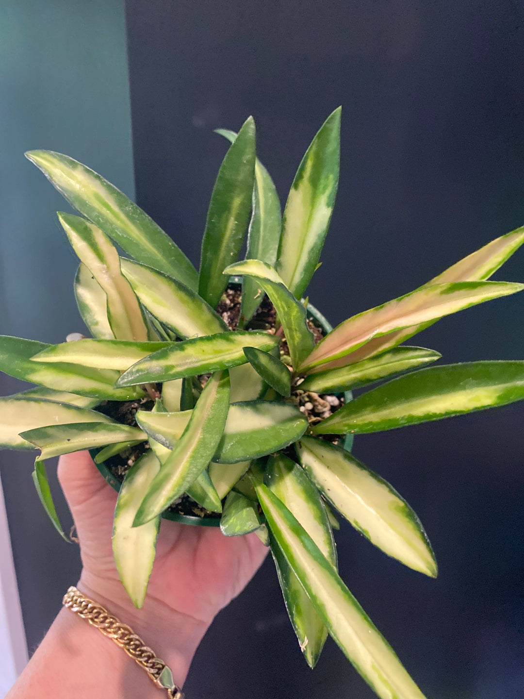 4" Hoya 'Kentiana' Variegated
