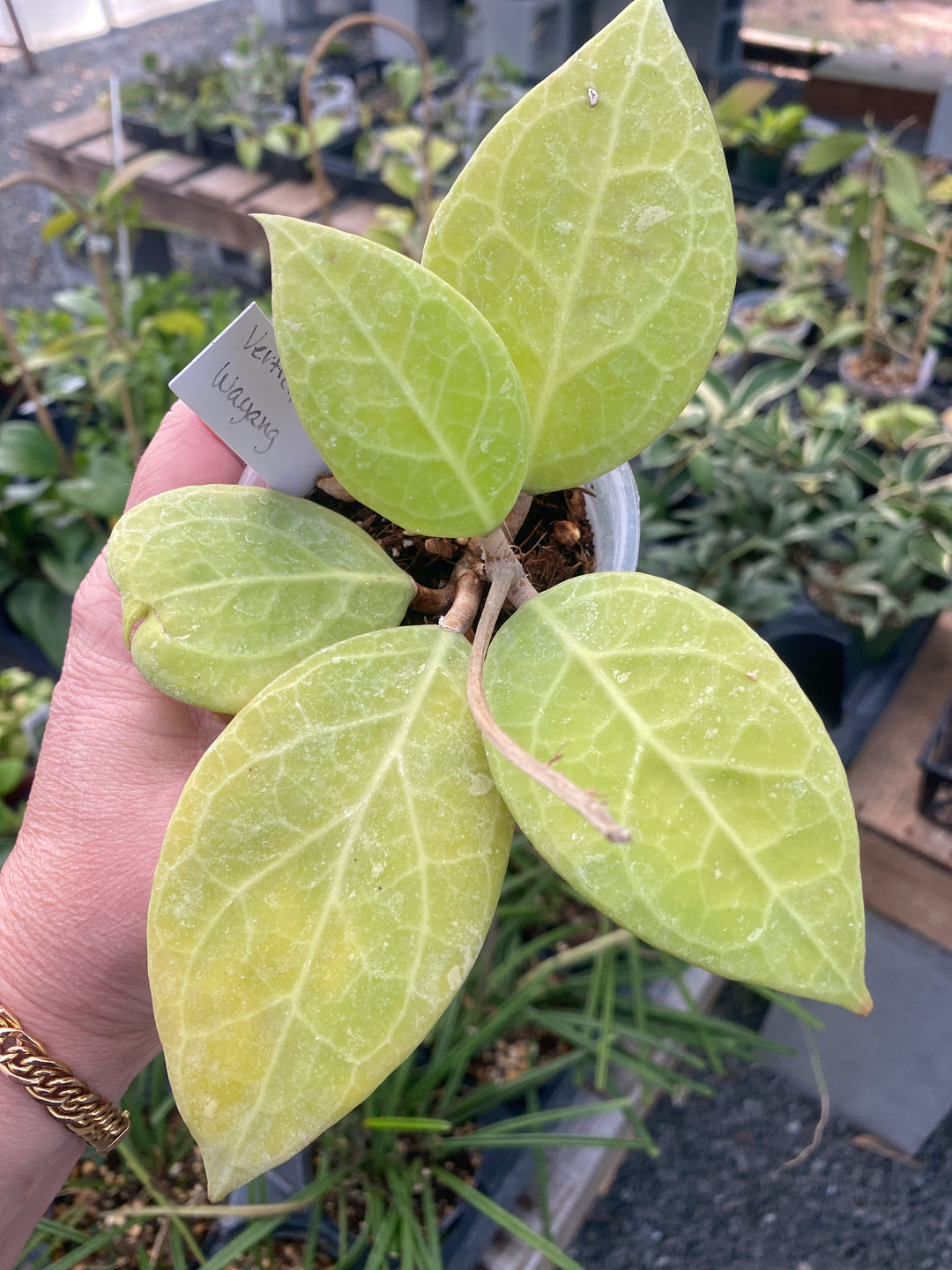 Hoya Verticillata Wayung