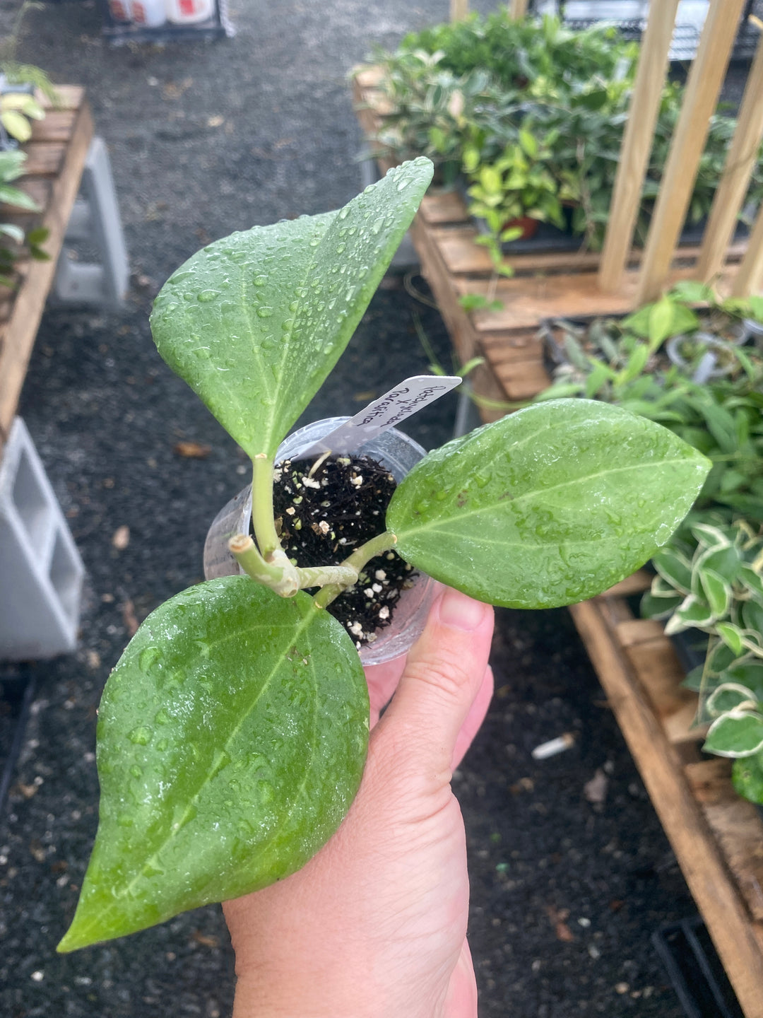 Hoya Patchyclada x Parasitica