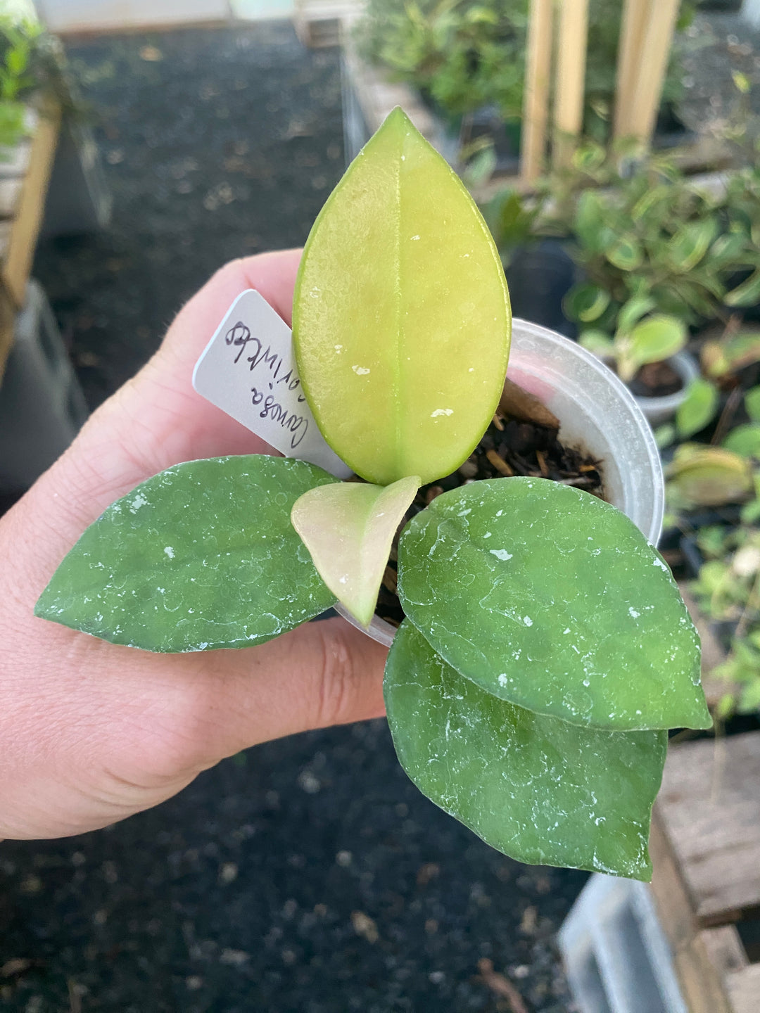 Hoya Carnosa Sprinkles