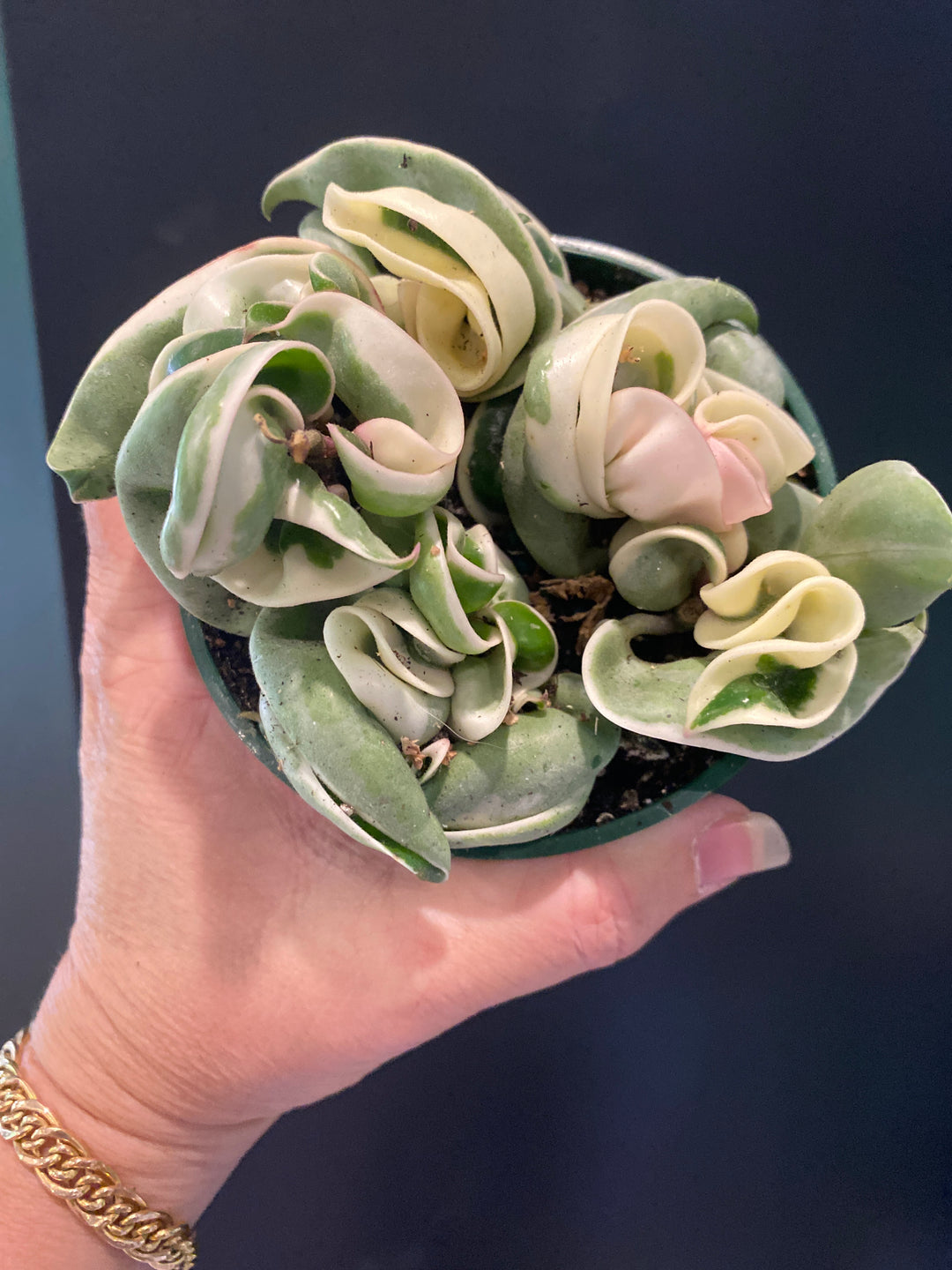 Hoya 'Compacta' Variegated 4”