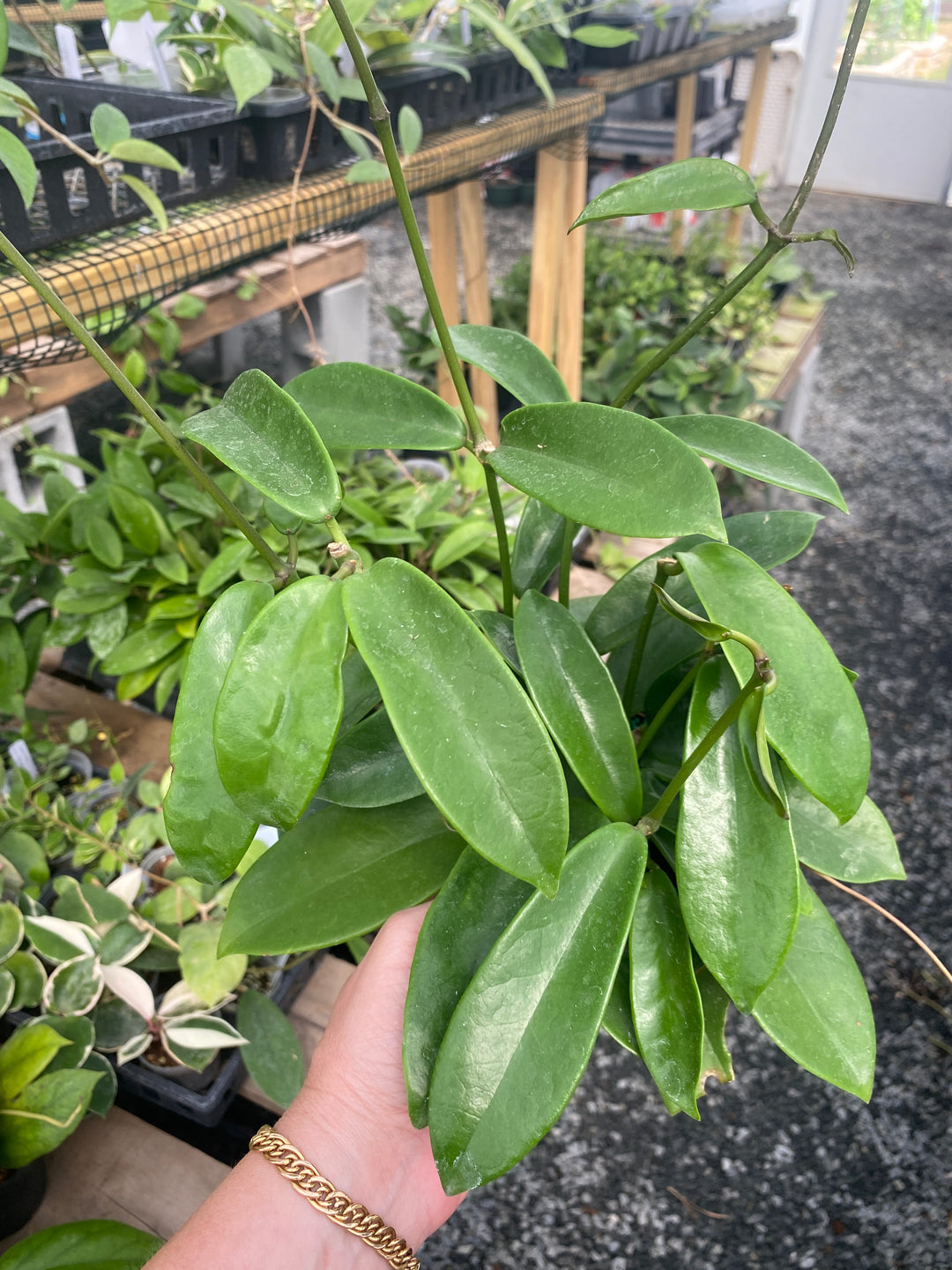 Hoya Meliflua 4”