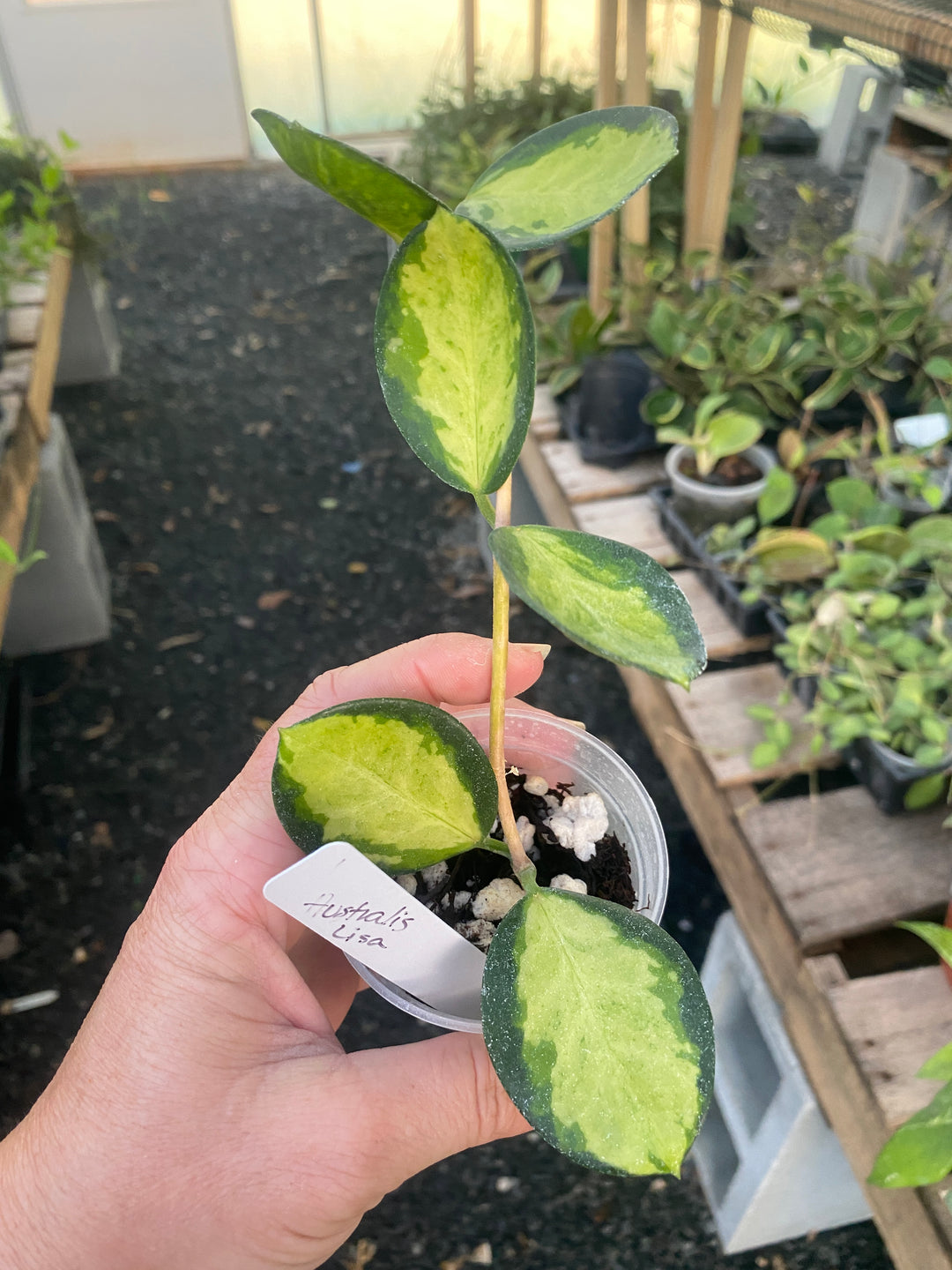 Hoya Australis