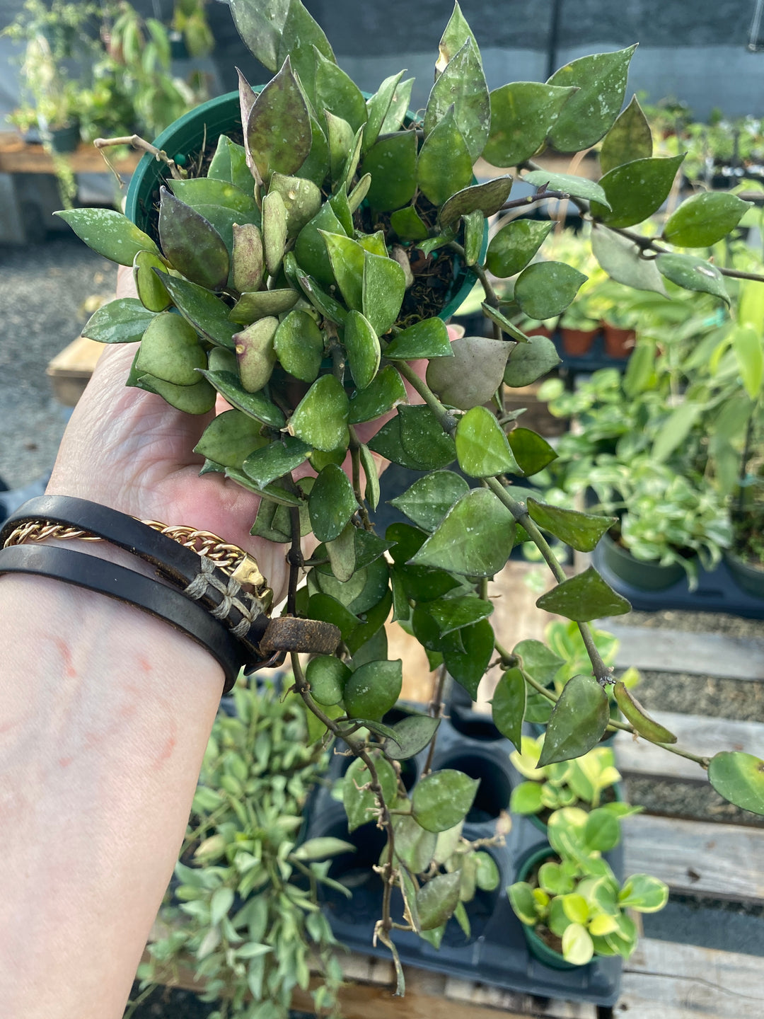 Hoya Krohniana Splash