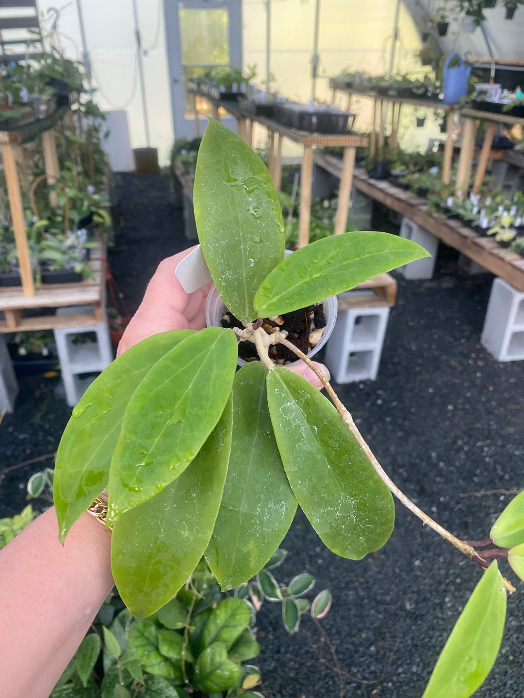 Hoya Dr Ibok