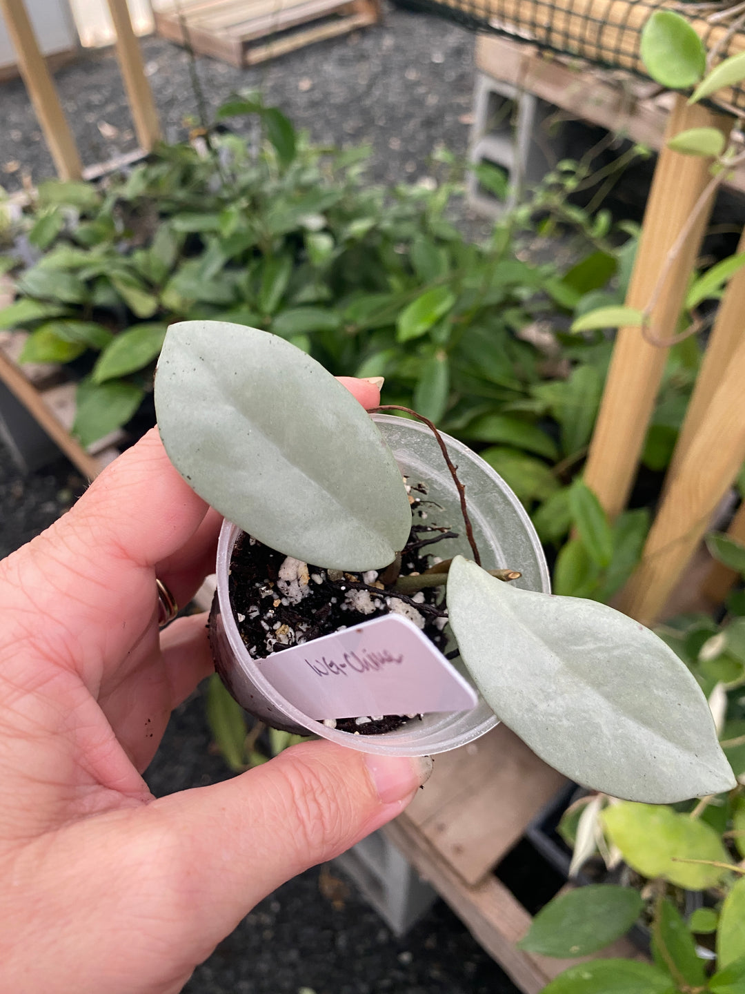 Hoya Wilbur Graves China (solid silver)