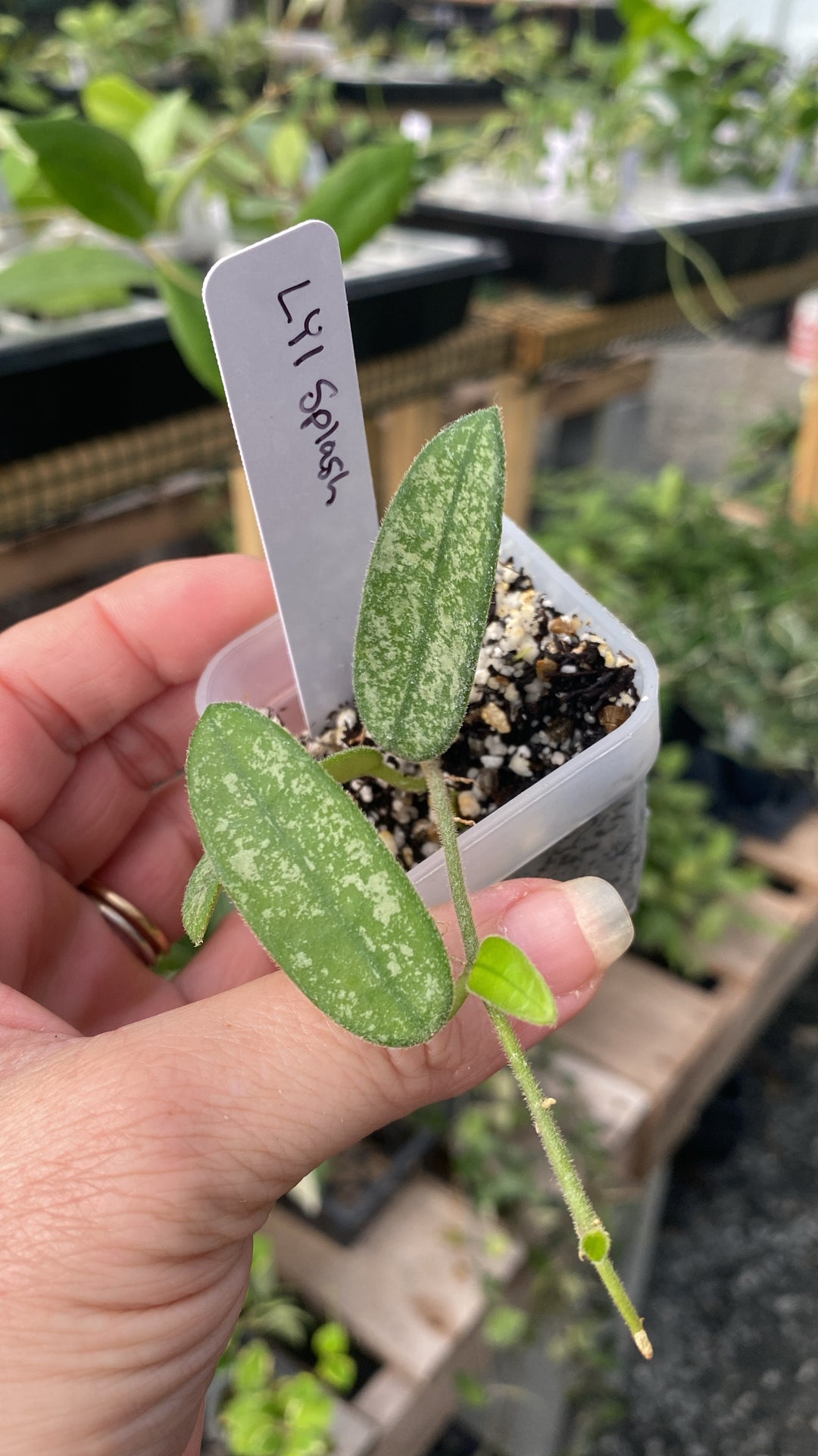 Hoya Lyi Splash