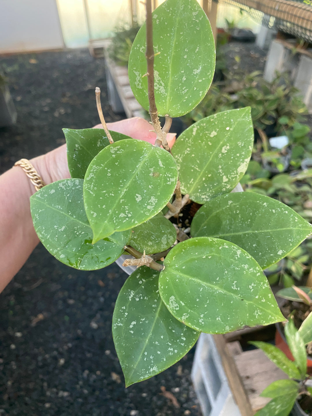 Hoya Parasitica Splash HB 3”
