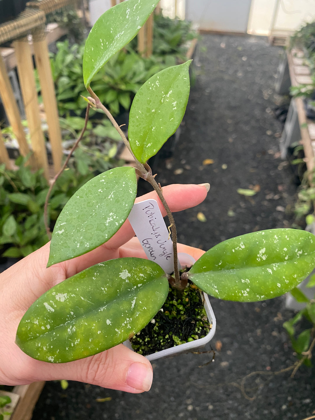 Hoya Pubicalyx Jungle Garden