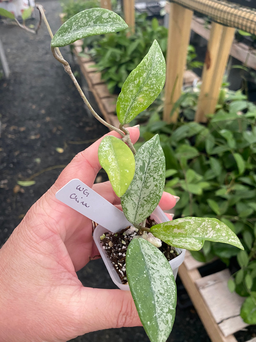 Hoya Wilbur Graves China