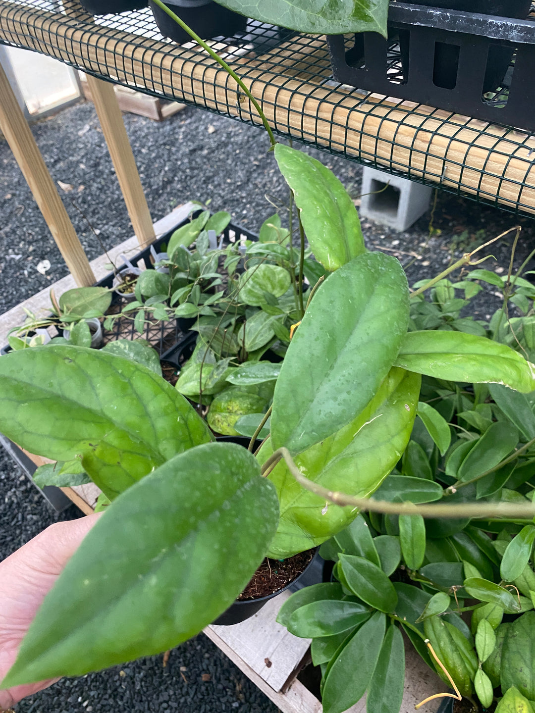Hoya Vitellinoides