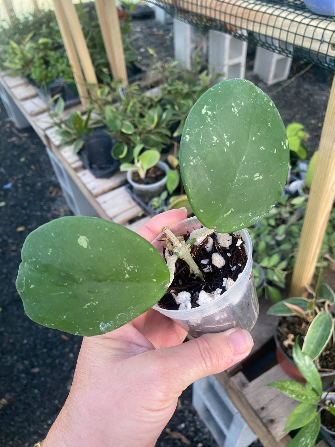 Hoya Obovata