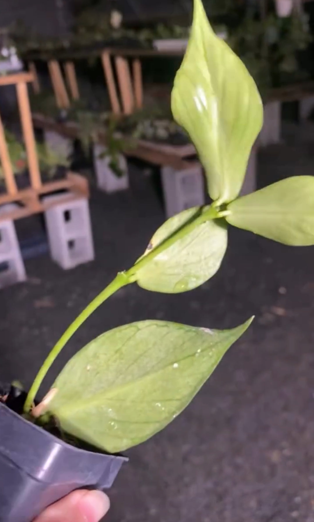 Hoya Polyneura Silver