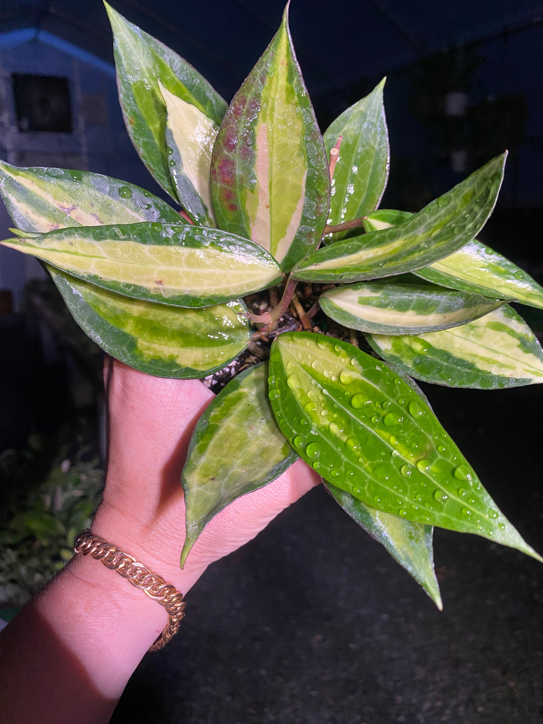 4" Variegated Hoya Macrophylla 'Pot of Gold'