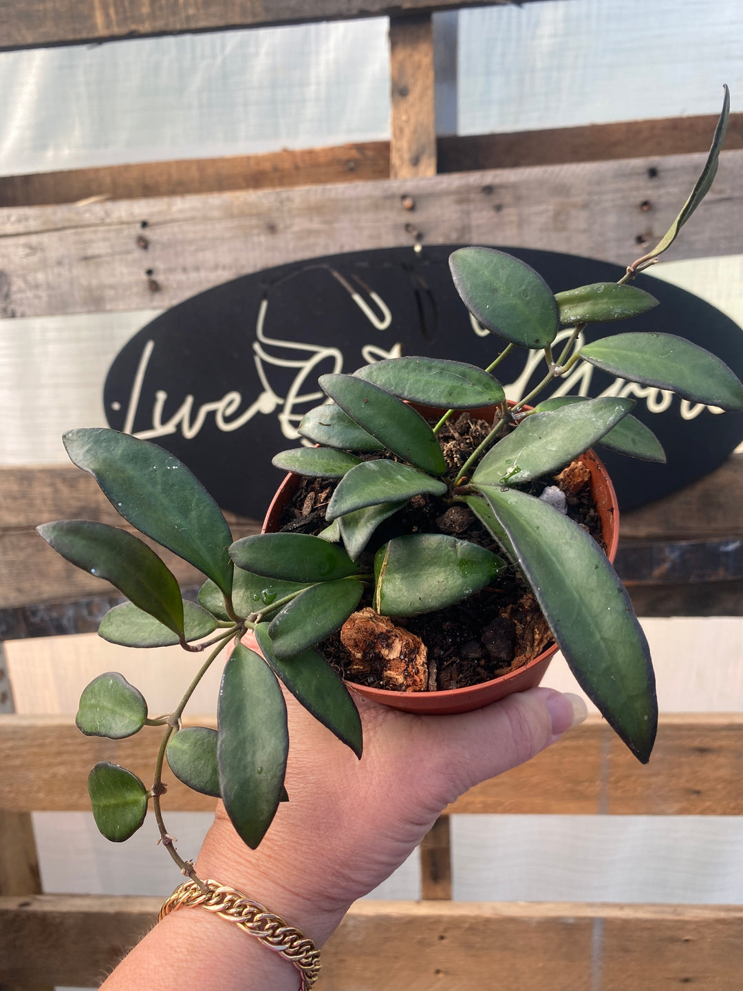 Hoya Burtoniae