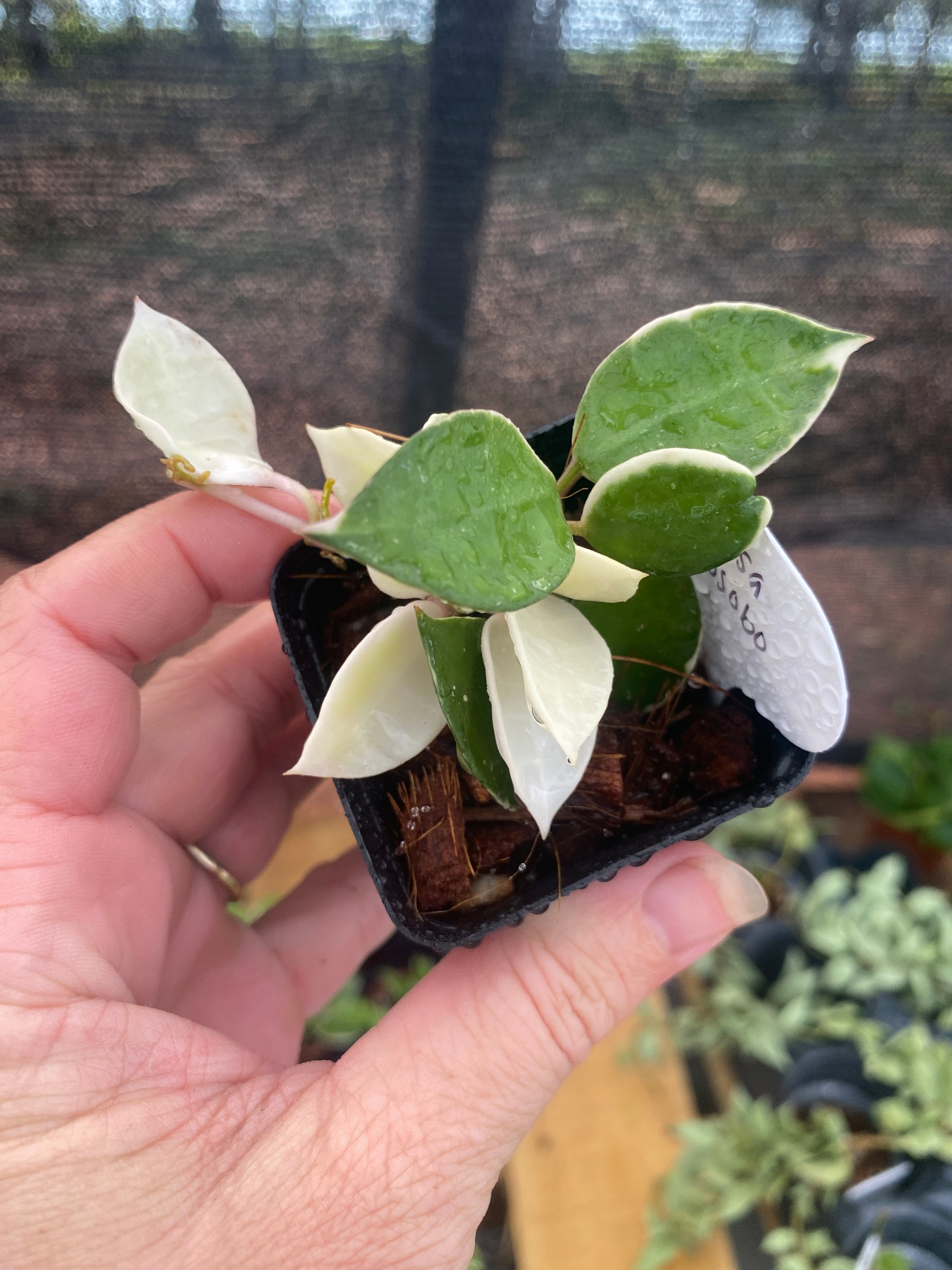 IMG_1857.jpg?v=1722650966