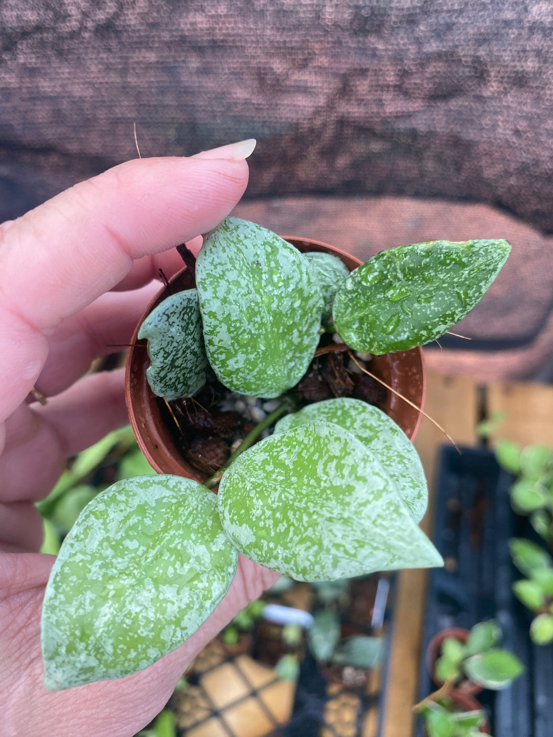 Hoya Lacunosa Light Green